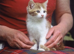 ginger and white kitten on fosterers lap